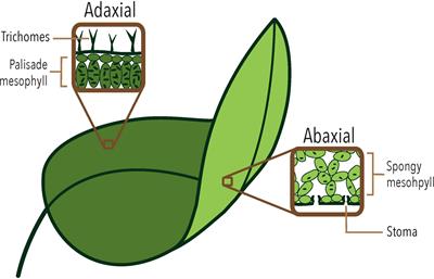 A gene regulatory network model that recovers the abaxial-adaxial polarity in Arabidopsis thaliana leaf primordium